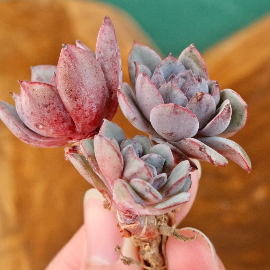 Echeveria Anything cluster Korean Succulent Plant