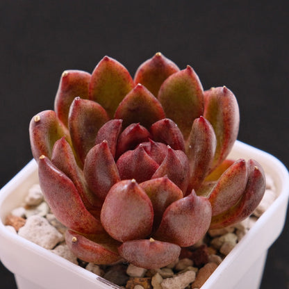 Echeveria Black Rose hyb Korean Succulent Plant