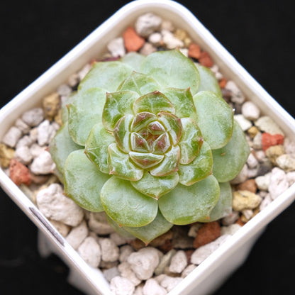 Echeveria Inca Rose Korean Succulent Plant