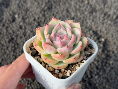 Echeveria Silhouette Imported Succulent Plant