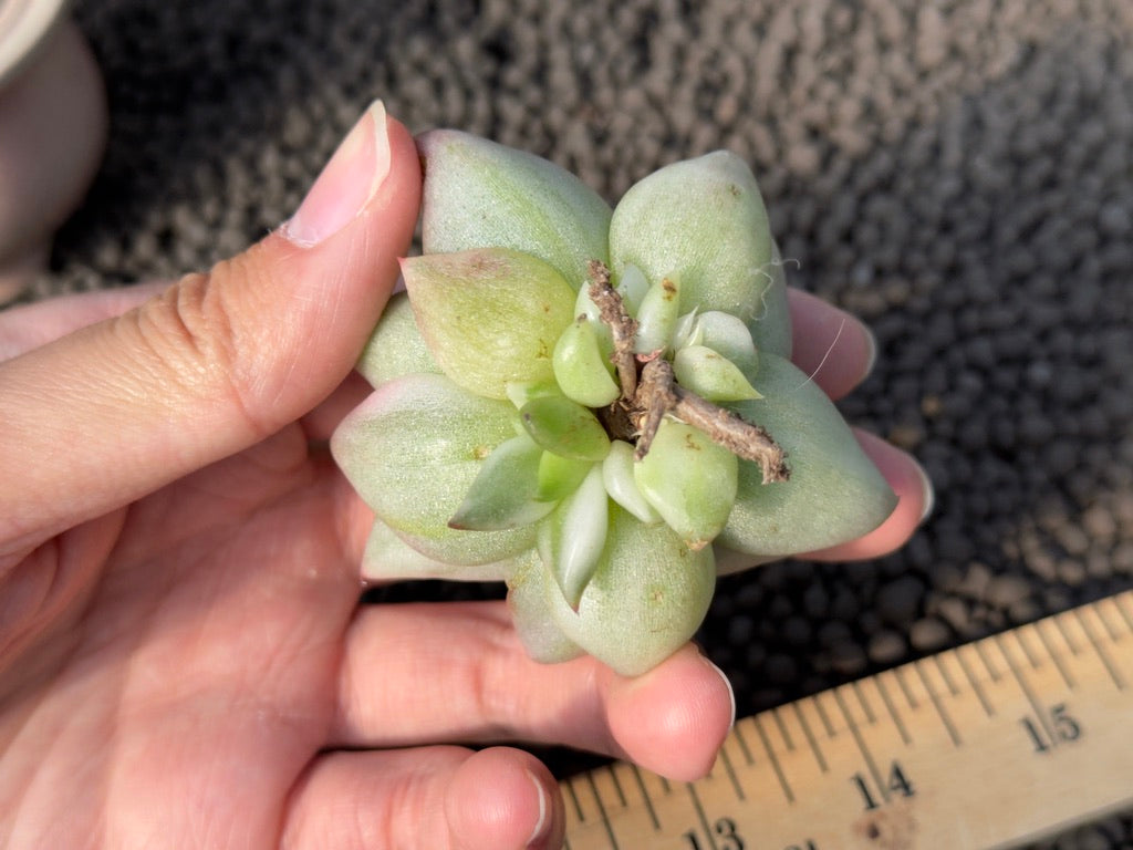 Variegated Echeveria agavoides Korean Succulent Plant