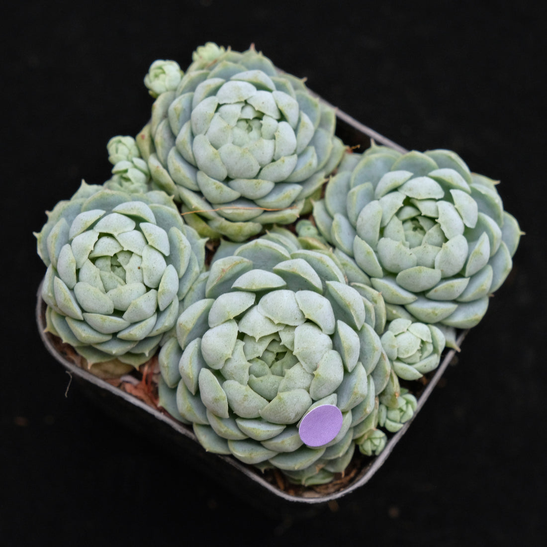 Echeveria Sugar Princess Korean Succulent Plant