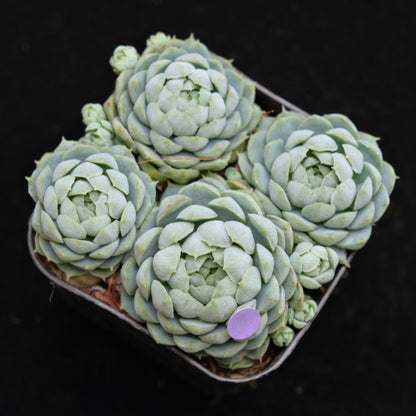 Echeveria Sugar Princess Korean Succulent Plant