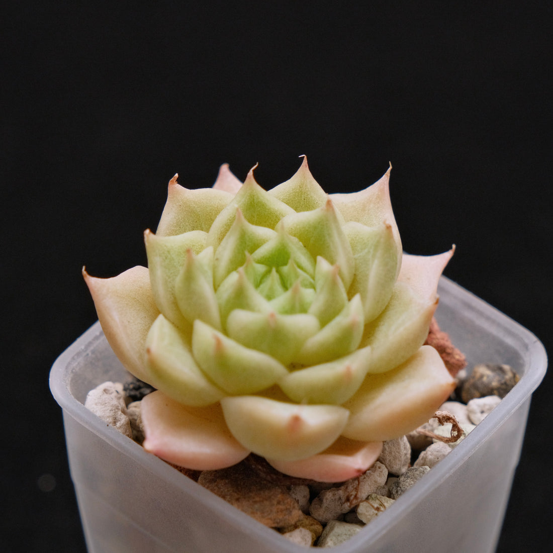 Echeveria hybrid imported Succulent Plant