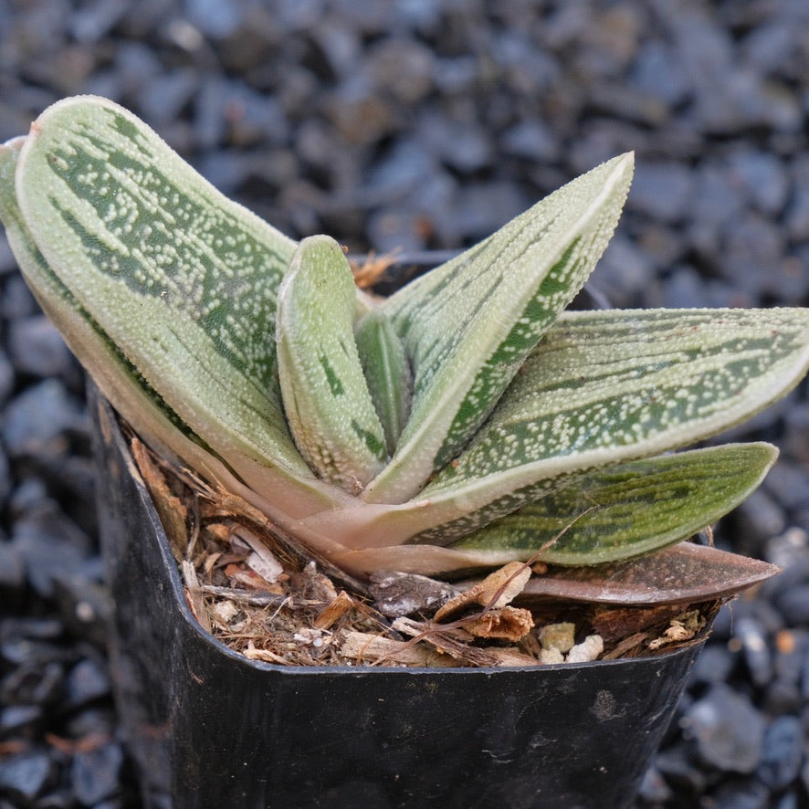 Gasteria Little Warty Locally Grown Succulent Plant