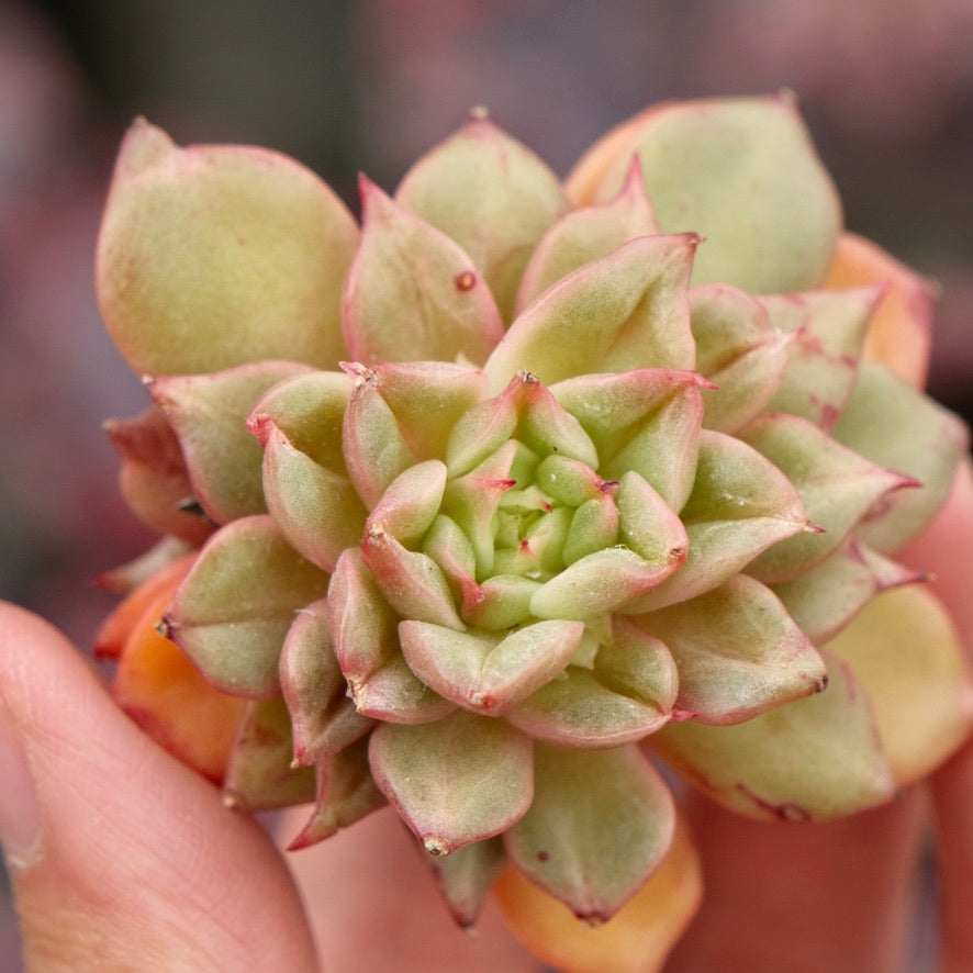 Echeveria Tesla Imported Succulent Plant