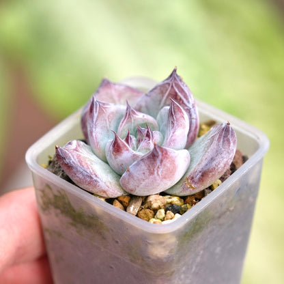 Echeveria Black Sabbath Korean Succulent Plant