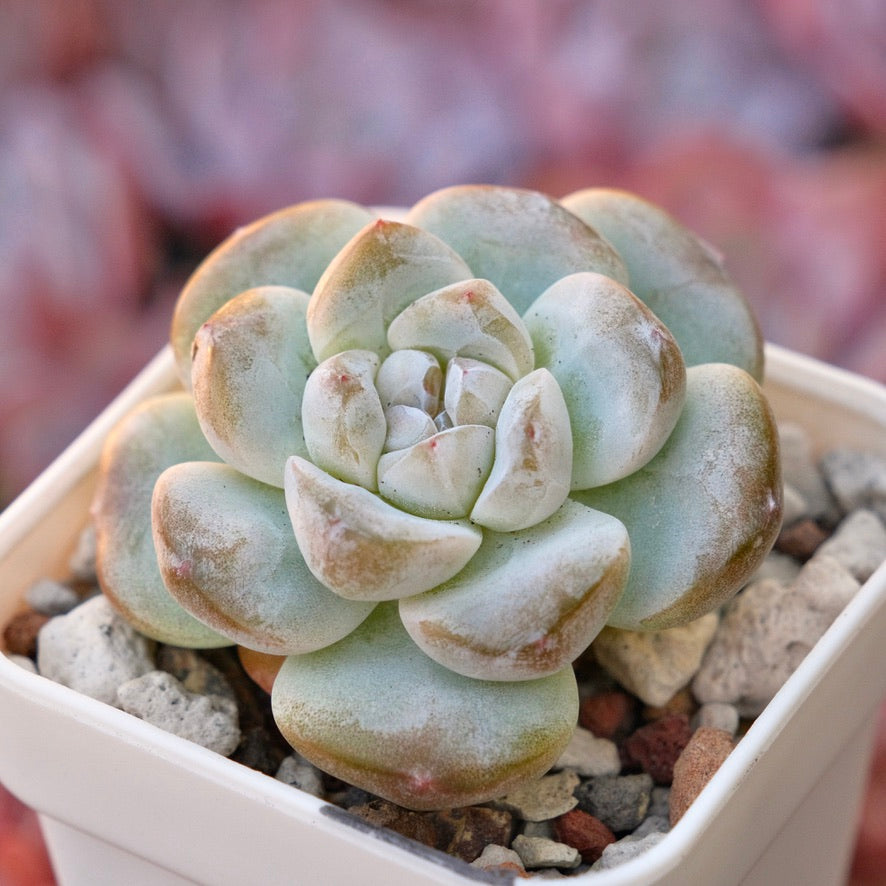 Echeveria Ice Green Korean Succulent Plant