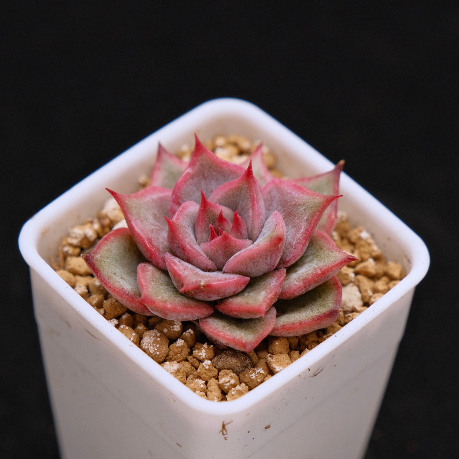 Echeveria Morning baby Korean Succulent Plant
