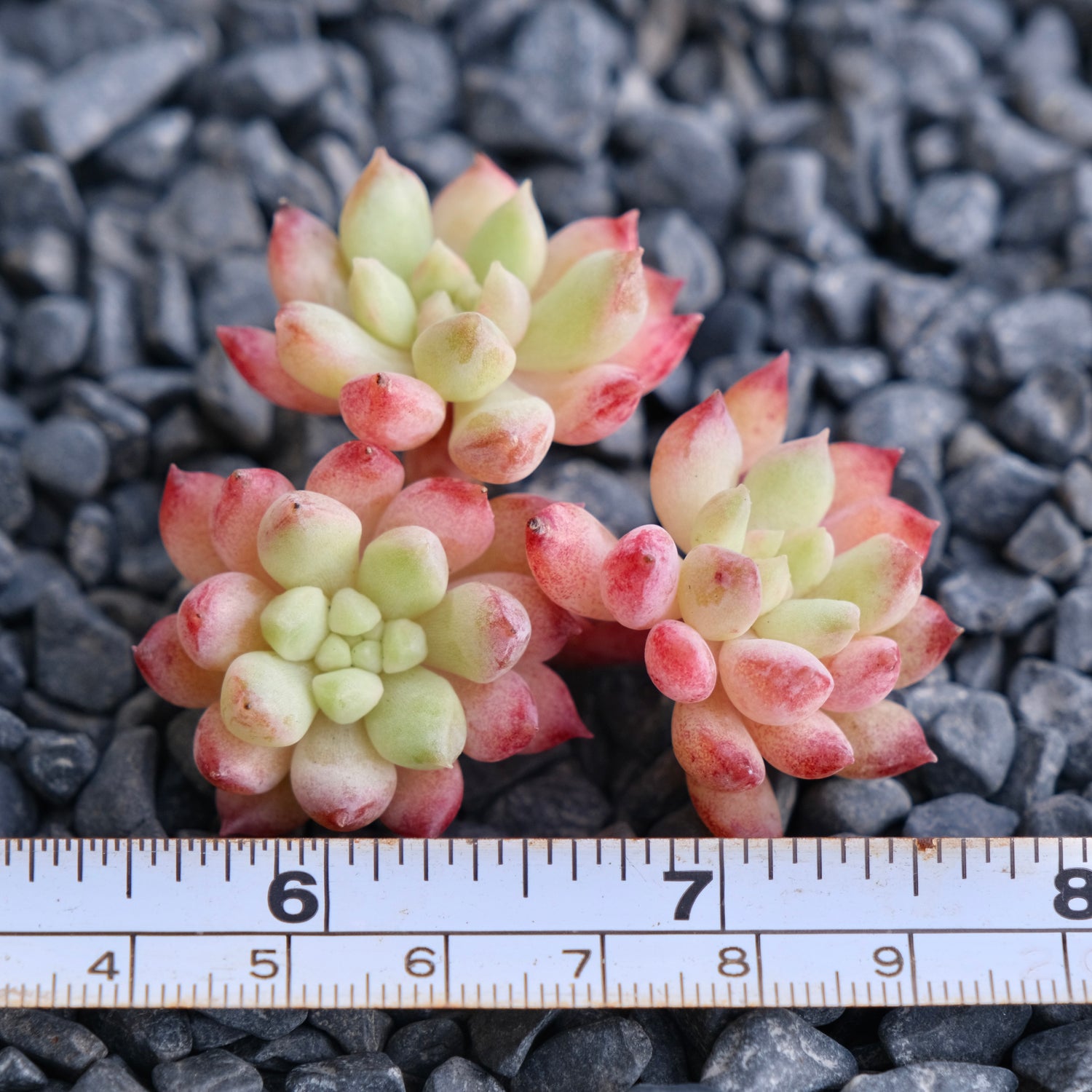 Echeveria Neon Egg Imported Succulent Plant