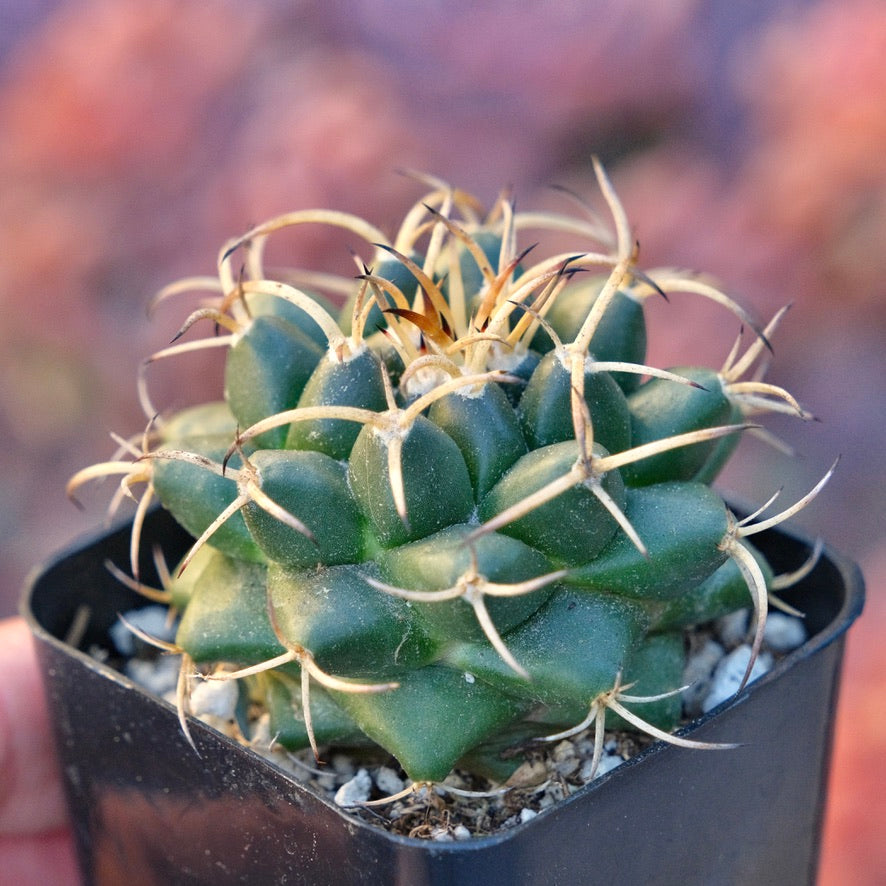 Mammillaria Krameri Succulent Plant