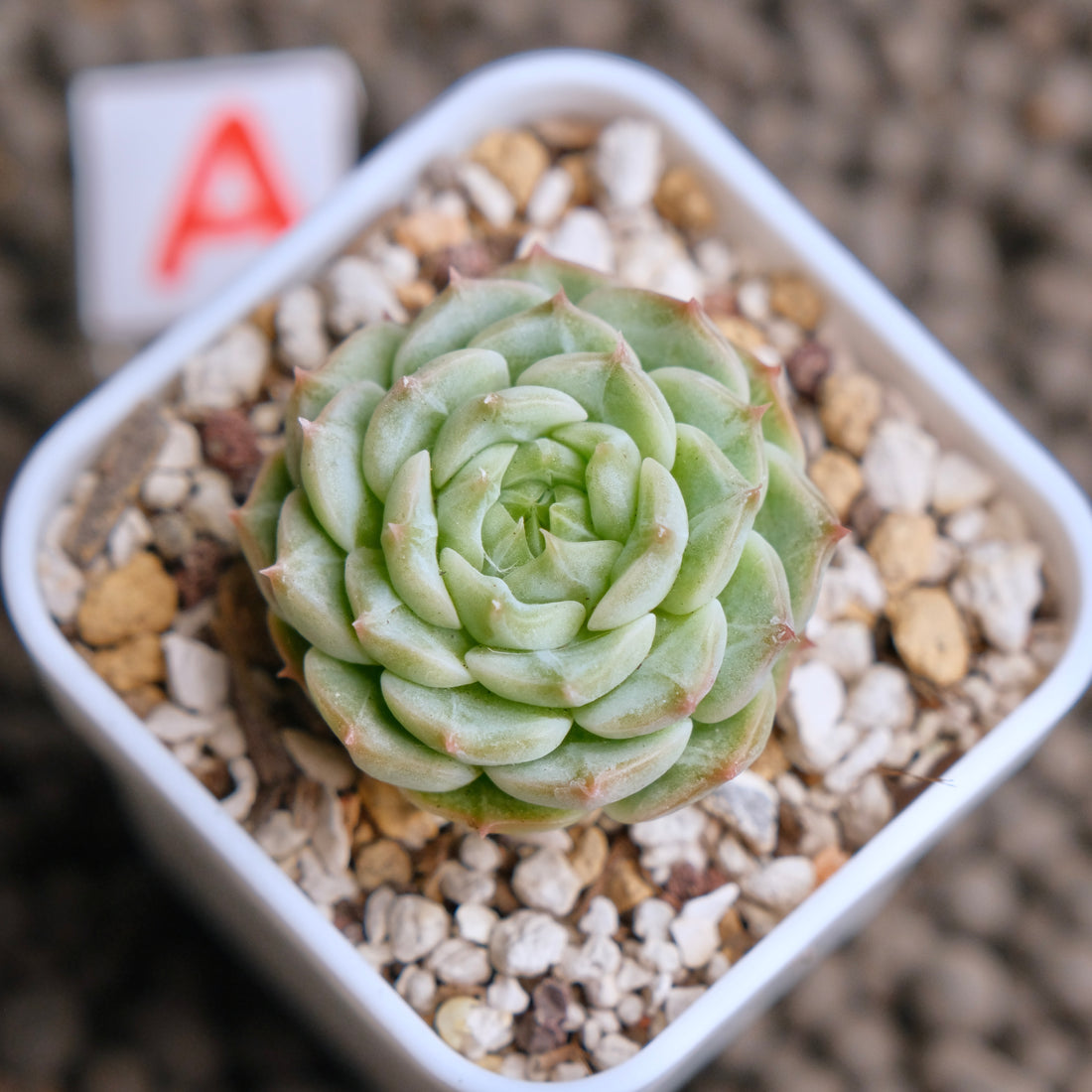 Echeveria Red Eye Jenny Imported Succulent Plant - A