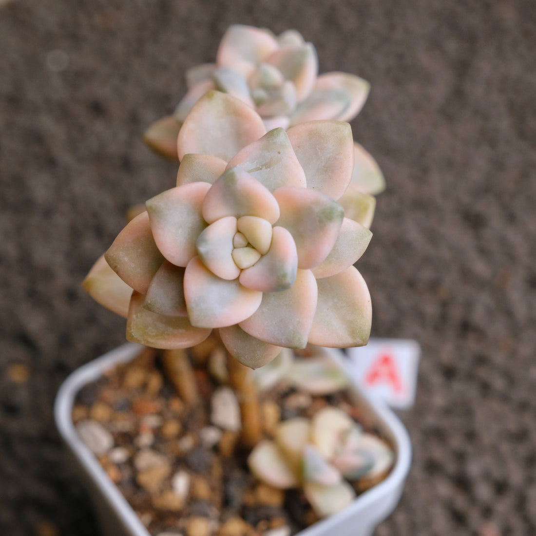 Graptoveria Titubans variegated Imported Succulent Plant - A