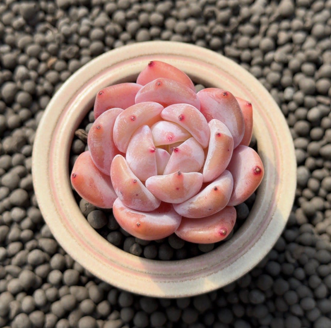 Echeveria Coral Peach Imported Succulent Plant