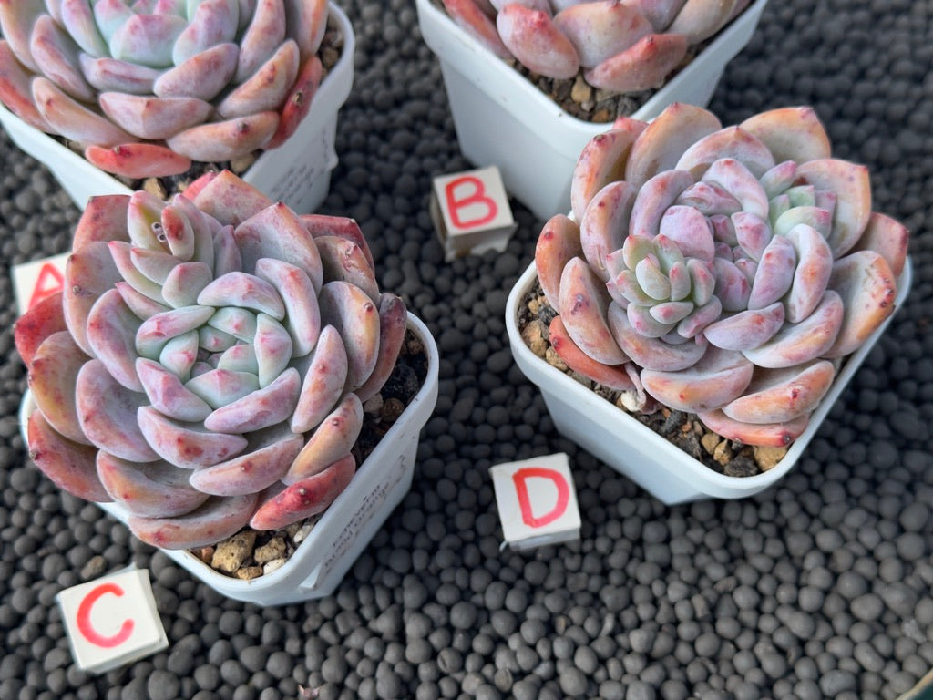 Echeveria Blood Orange Imported Succulent Plant