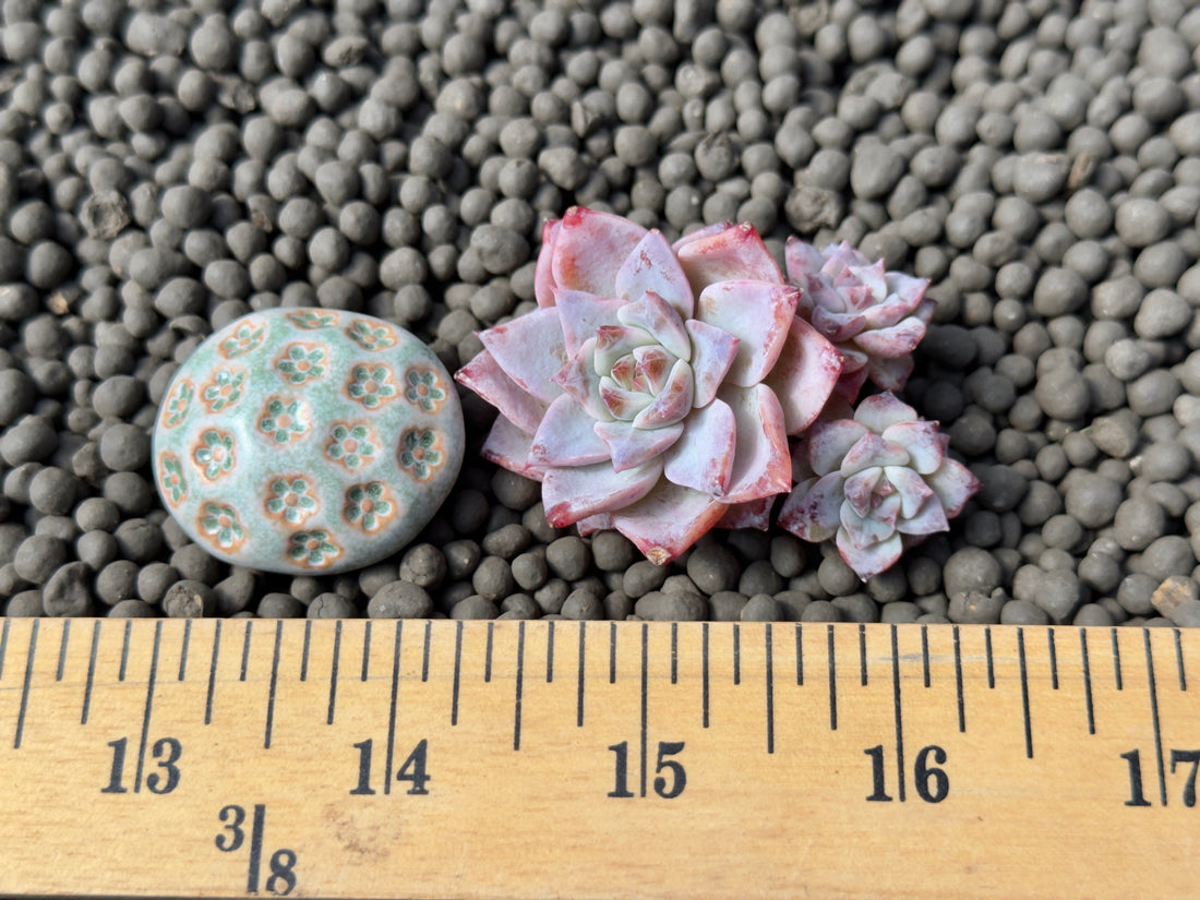 Echeveria Gloria cluster Korean Succulent Plant Changhee hybrid