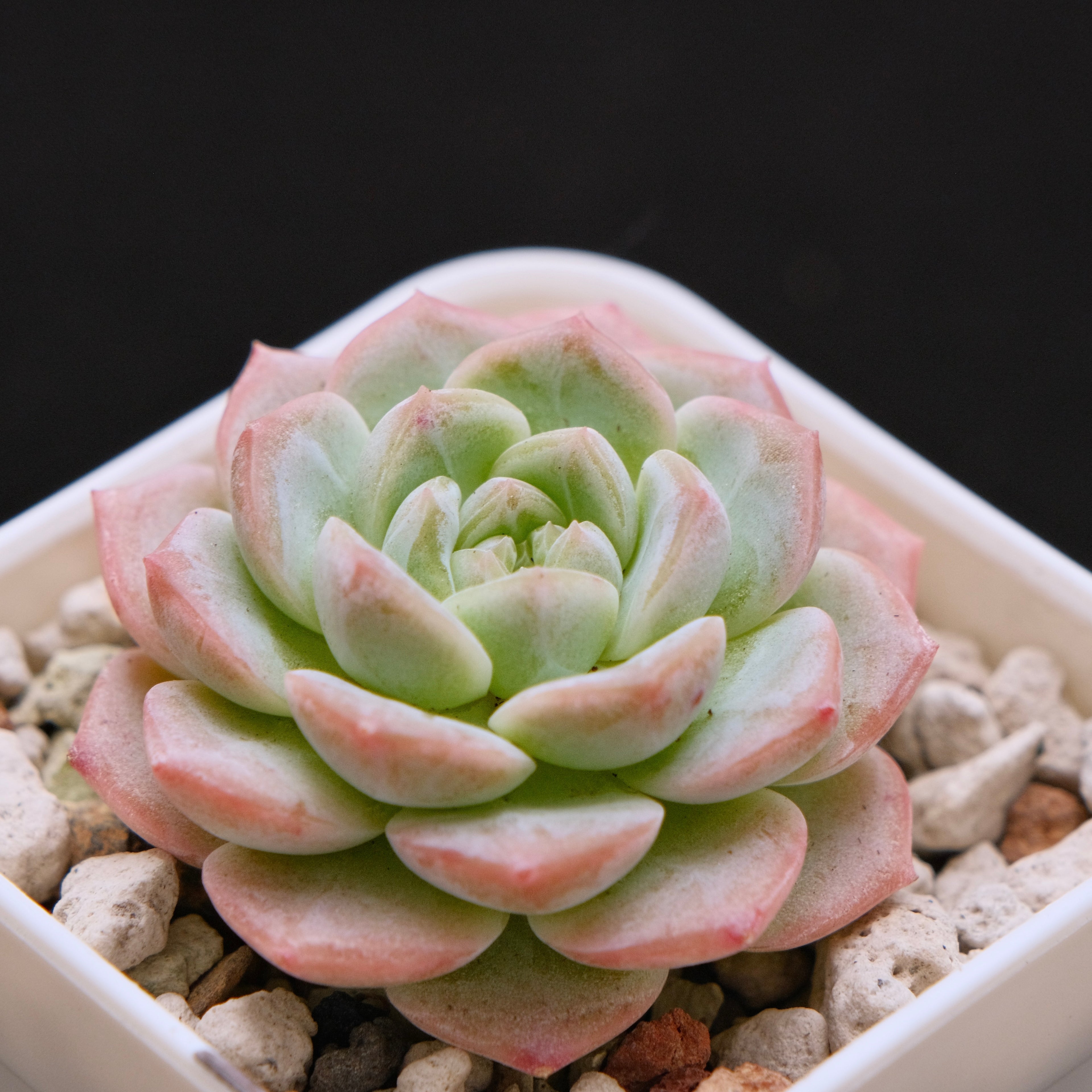 Echeveria hybrid Imported Succulent Plant 溏心杂
