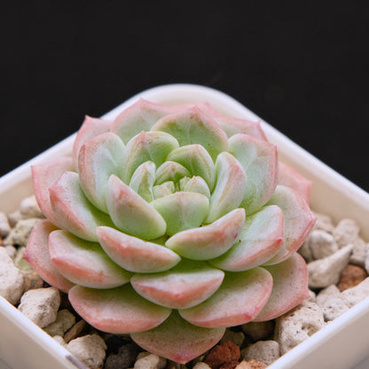 Echeveria hybrid Imported Succulent Plant 溏心杂