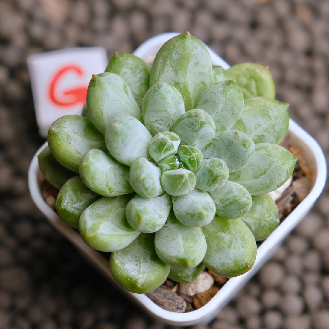 Pachyveria Cocoa Beans Imported Succulent Plant - G