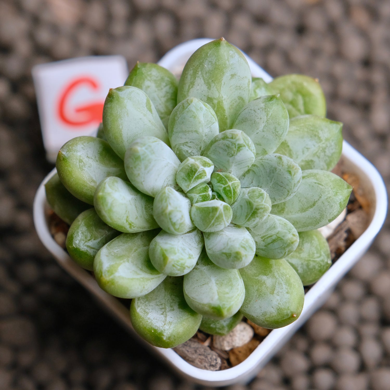 Pachyveria Cocoa Beans Imported Succulent Plant - G