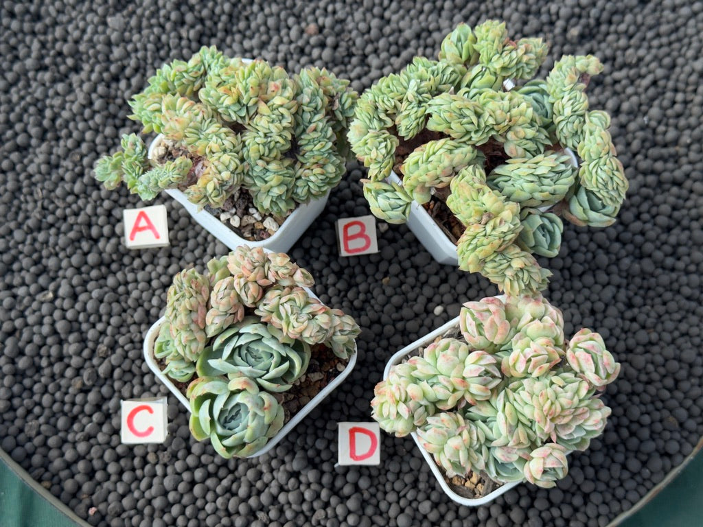 Crested Echeveria Twin Berry Imported Succulent Plant