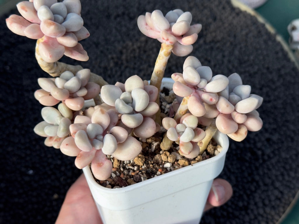 Graptopetalum Ellen Imported Succulent Plant