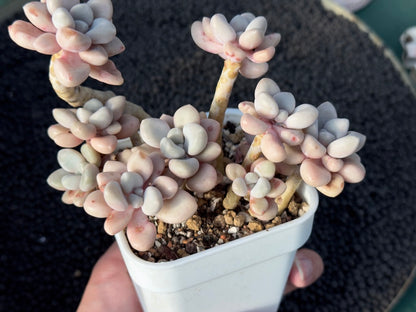 Graptopetalum Ellen Imported Succulent Plant