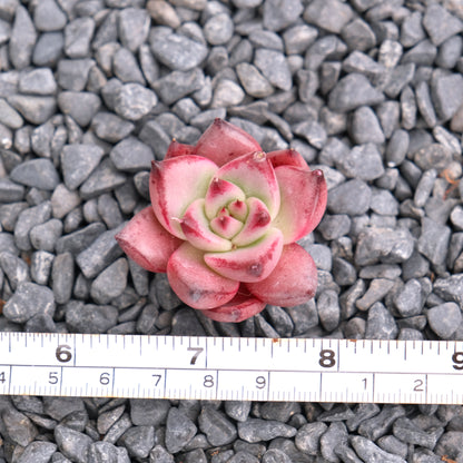 Echeveria Romeo Korean Succulent Plant