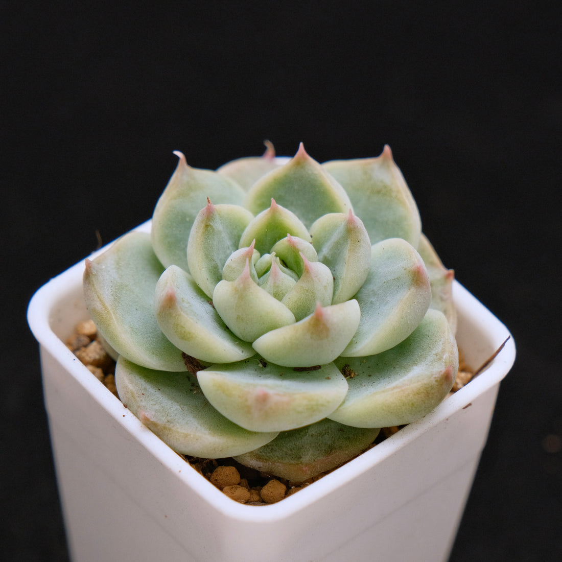 Echeveria hybrid Korean Succulent Plant