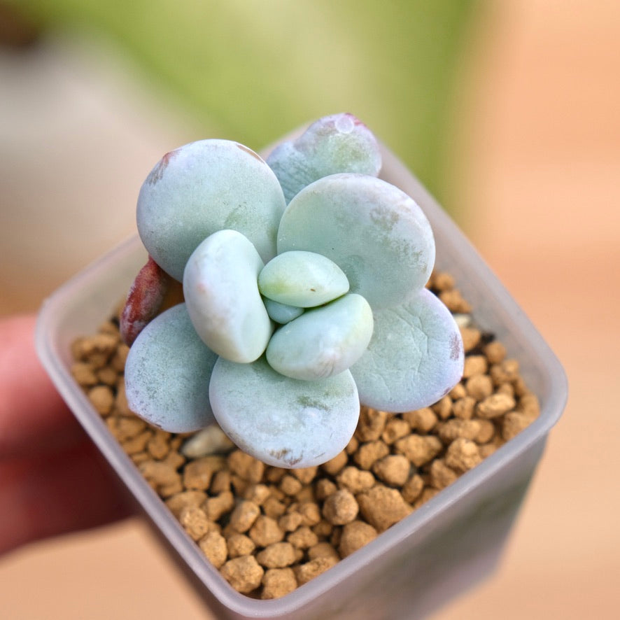 Jeronimoa Cuicatecana Korean Succulent Plant