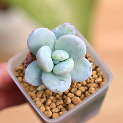 Jeronimoa Cuicatecana Korean Succulent Plant