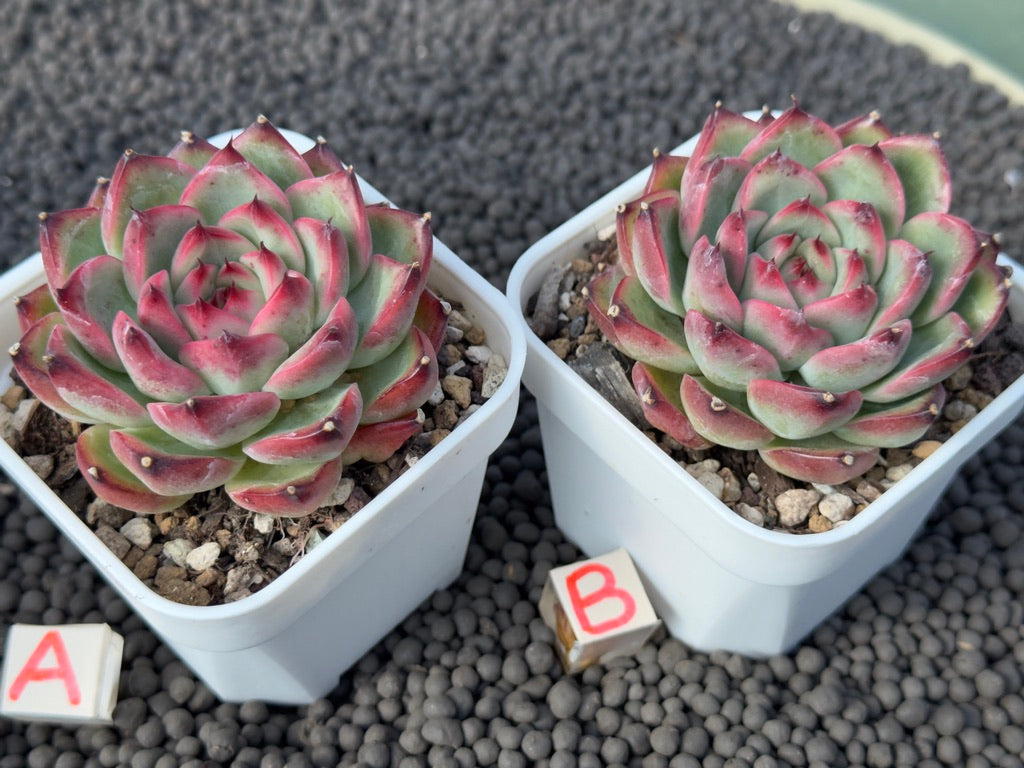 Echeveria Fire Pillar Imported Succulent Plant