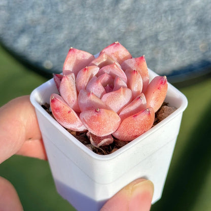 Echeveria Hyalina hybrid Succulent Plant