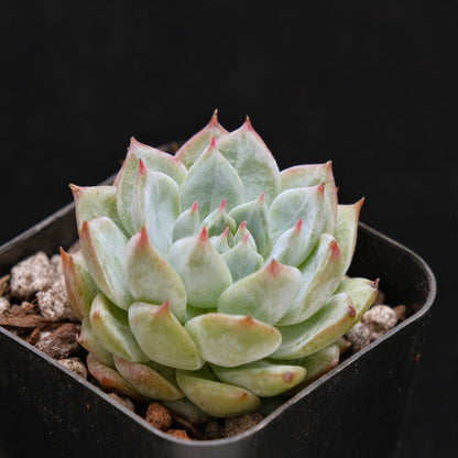 Echeveria Blue Bird x Tippy Succulent Plant 蓝鸟杂帝比
