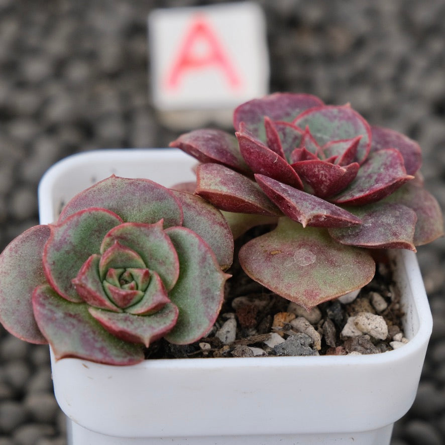 Echeveria Longissima Imported Succulent Plant