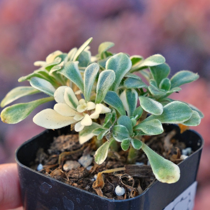 Variegated Aichryson domesticum Succulent Plant