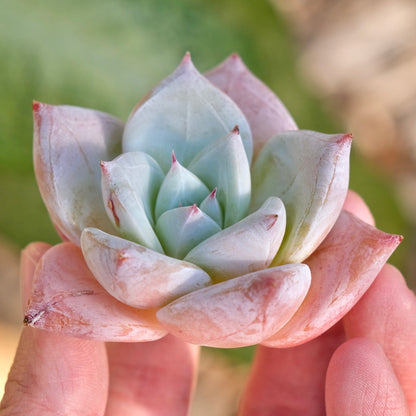 Echeveria Ice Muscle Korean Succulent Plant