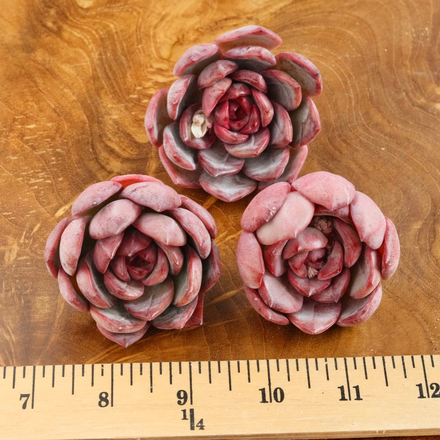 Echeveria Glam Pink Korean Succulent Plant