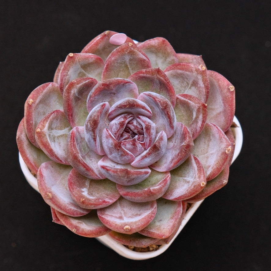 Echeveria Cherry Frappe Korean Succulent Plant