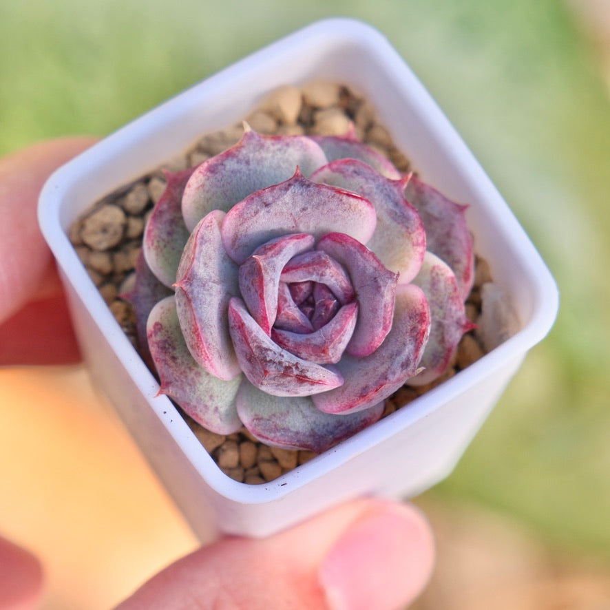 Echeveria Black Coco Korean Succulent Plant
