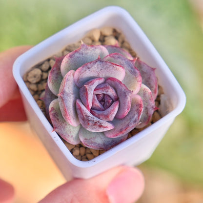 Echeveria Black Coco Korean Succulent Plant