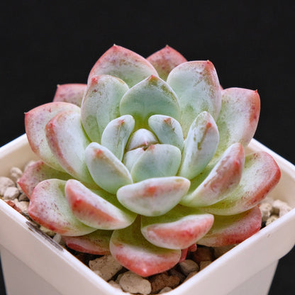 Echeveria Phantom of Pink Korean Succulent Plant