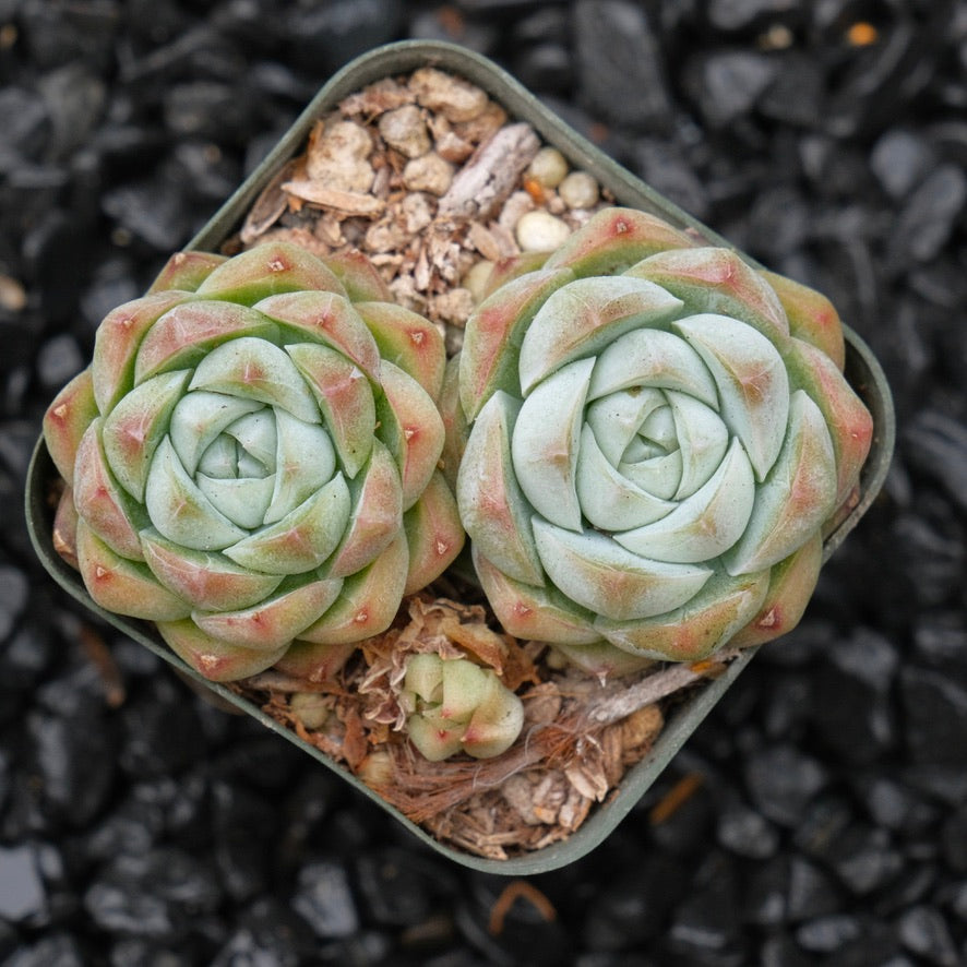 Echeveria Crystal Cream A Korean Succulent Plant