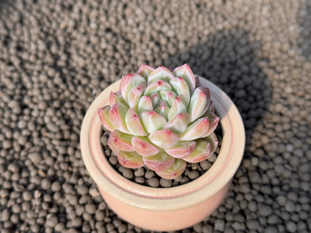 Echeveria Snowflake Jelly Korean Succulent Plant