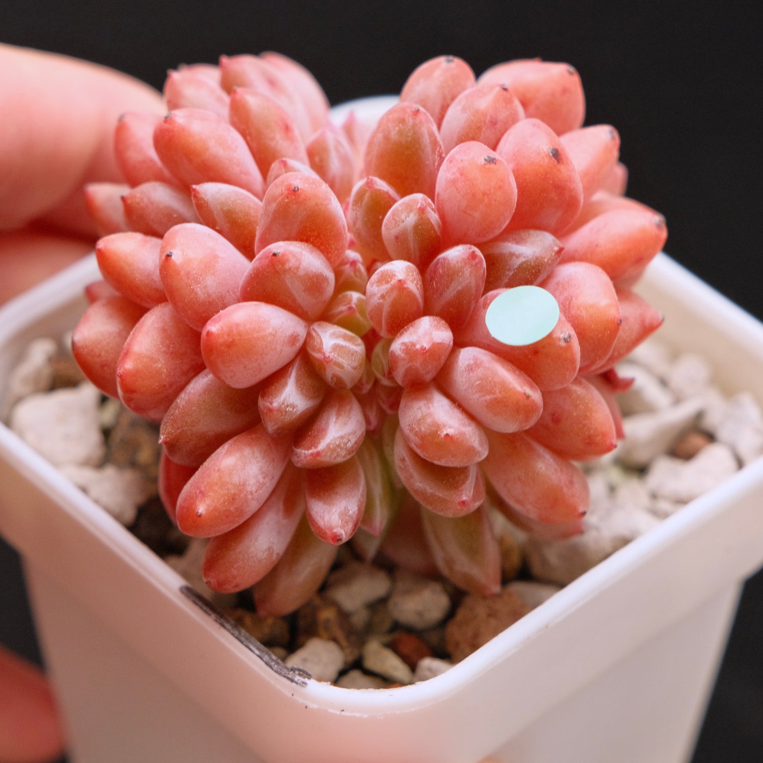 Crested Echeveria Ariel Korean Succulent Plant