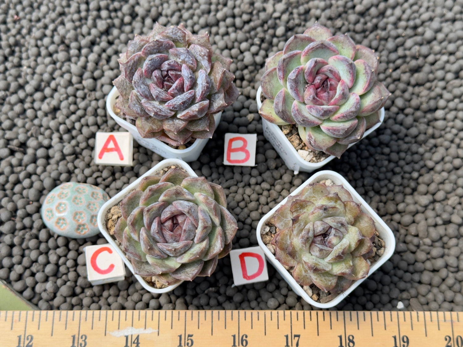 Echeveria Primelli Korean Succulent Plant