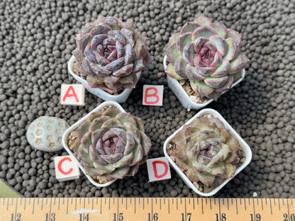 Echeveria Primelli Korean Succulent Plant