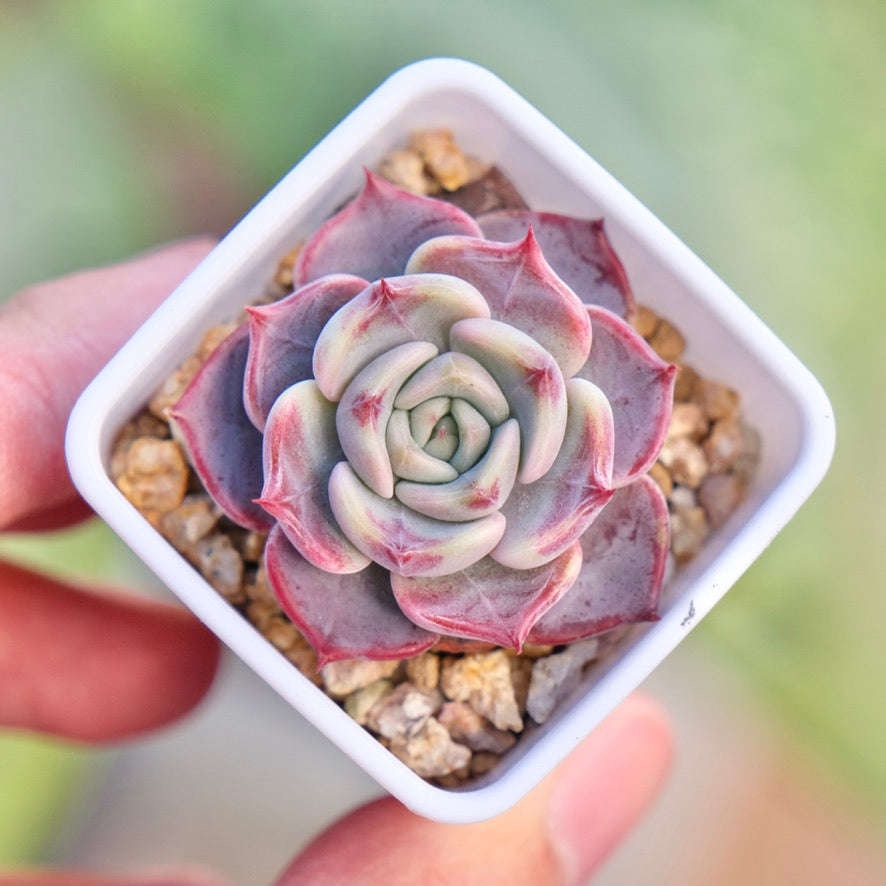 Echeveria Kiss Me Korean Succulent Plant Changhee hybrid