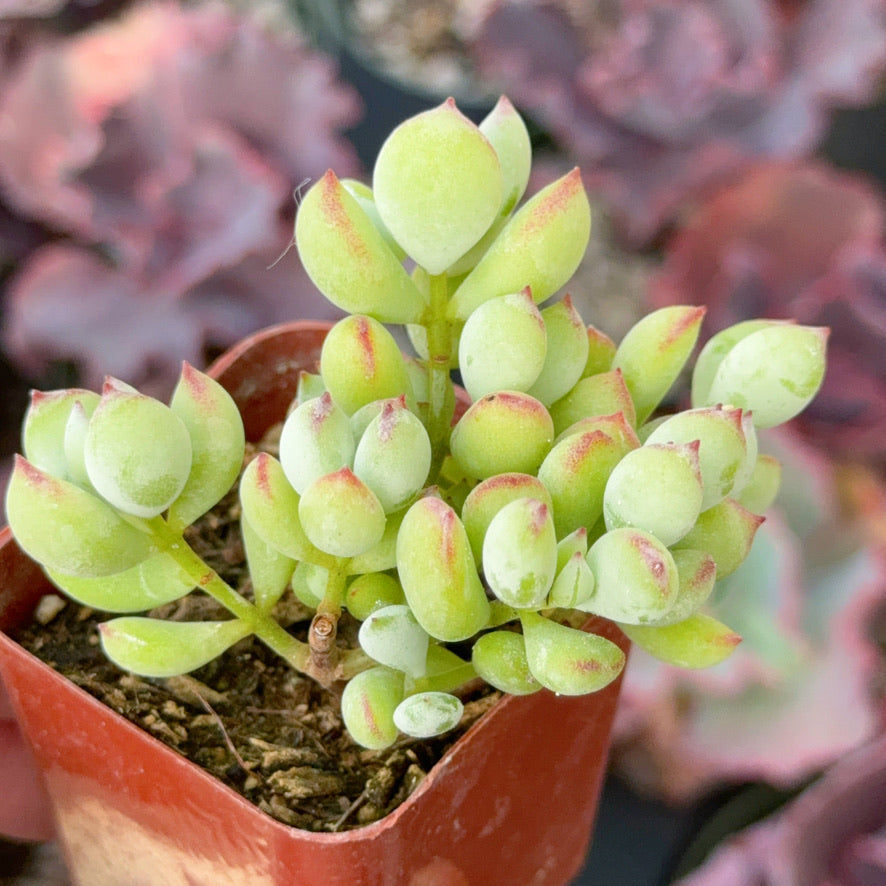 Cotyledon pendens Succulent Plant