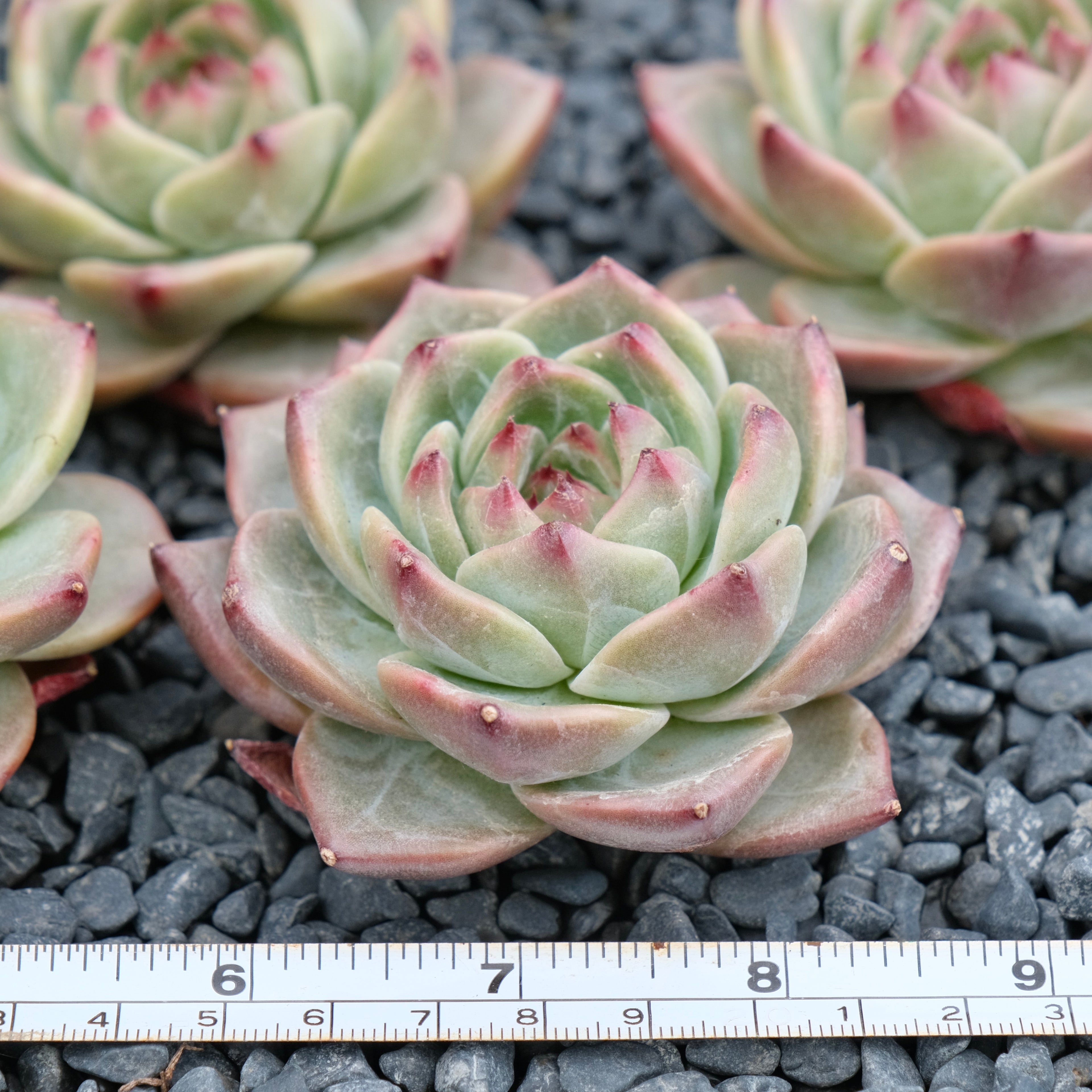 Echeveria Dark Dream Imported Succulent Plant